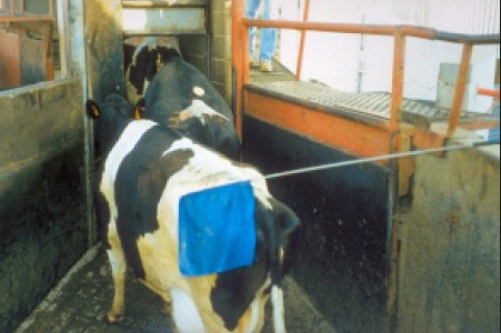 moving cow