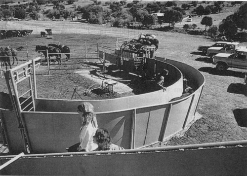 The design and construction of facilities for handling cattle