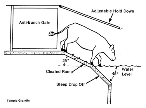 The design and construction of facilities for handling cattle