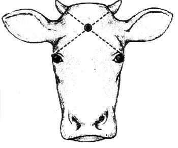 Recommended Animal Handling Guidelines and Audit Guide for ... diagram of a cows skull 