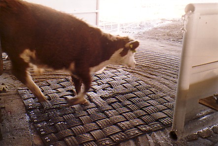 Non Slip Flooring for Livestock Handling